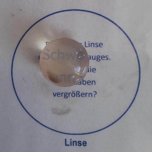 Sezieren eines Rinderauges
